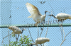 Migratory birds flock Pilikula